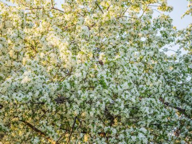 Beyaz çiçek açan elma ağaçları. Beyaz elma ağacı çiçekleri. Bahar mevsimi, bahar renkleri