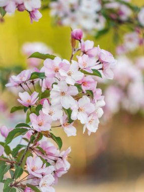 Çiçek açan bir elma ağacının mavi arka planlı taze pembe çiçekleri. Armut dibine düşermiş. Pembe çiçekler, yakın plan..