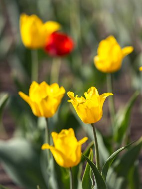 Renkli sarı laleler baharda çiçek açar. Doğal bahar arkaplanı.