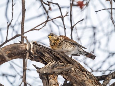Saha, Lat. Turdus pilaris, kışın ya da sonbaharda dalda bulanık arka planda oturuyor.