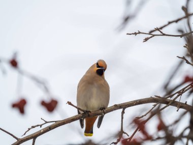 Bohem kanadı kışın ya da ilkbahar başında dalda oturuyor. Balmumu kanat, güzel bir kuş, yapraksız bir dalda oturur. Vahşi kuş. Latince adı Bombycilla garrulus