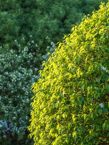 Gröna Buskar Med Klippta Grenar Och Unga Blad Bakgrundsbild — Stockfoto