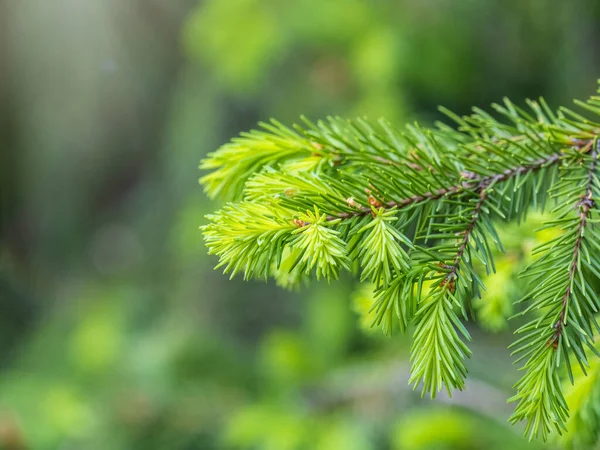 Baharda filizlenmiş fidan dalları. Baharda genç yeşil ladin filizleri. Yeşil arka planda ladin dalları. Bahar ormanlarında dalda yetişen köknar ağacı filizleri.