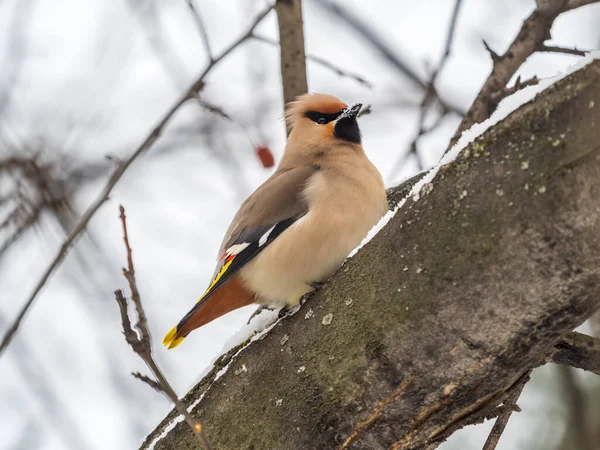 Bohemian Waxwing Sitting Branch Snow Winter Early Spring Day Waxwing — Stock Photo, Image