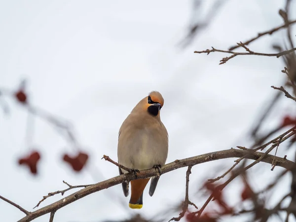 Boheemse Waxen Zittend Tak Winter Vroege Voorjaarsdag Waxvleugel Een Prachtige — Stockfoto