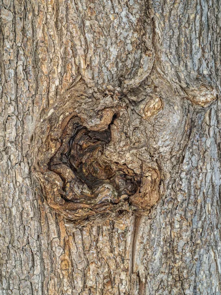 Bark Texture Background Old Fir Tree Trunk Detailed Bark Texture — Stock Photo, Image