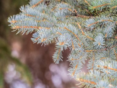Gün batımında iğneli fidan dalı. Güneş ışınlarında fidan dalı.