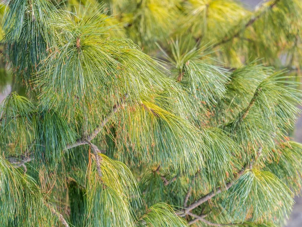 Uzun Kabarık Iğneli Sedir Dalları Pinus Sibirica Sibirya Çamı Uzun — Stok fotoğraf