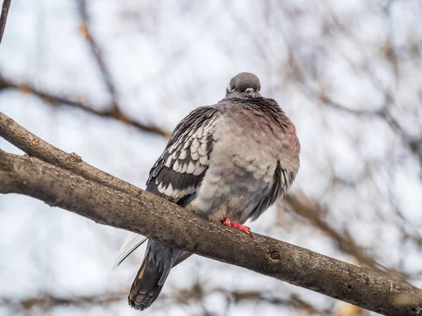 Dalda Oturan Şişman Güvercin Evcil Güvercin Kuşu Bulanık Doğal Arka — Stok fotoğraf