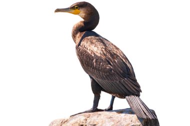 Büyük karabatak, Phalacrocorax karbonhidrat, deniz kıyısında suda duruyor, beyaz arka planda izole edilmiş. Büyük karabatak, Phalacrocorax karbonhidrat, büyük siyah karabatak, ya da siyah sevişme olarak bilinir..