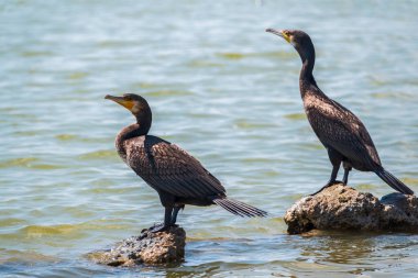 İki büyük karabatak, deniz kıyısındaki bir taşın üzerinde duran Phalacrocorax karbonhidrat. Büyük karabatak, Phalacrocorax karbonhidrat, büyük siyah karabatak, ya da siyah sevişme olarak bilinir..
