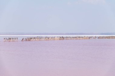 Pembe suyu olan güzel bir tuz gölü. Yaz günü pembe gölün güzel manzarası