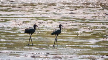 Bir çift parlak aynak, latin adı Plegadis falcinellus, sığ gölde yiyecek arıyor. Gölün kıyısındaki suda kahverengi bir Ibis duruyor..