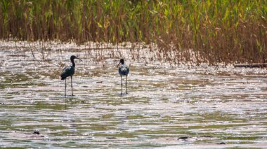 Bir çift parlak aynak, latin adı Plegadis falcinellus, sığ gölde yiyecek arıyor. Gölün kıyısındaki suda kahverengi bir Ibis duruyor..