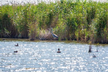 Gri balıkçıl gölde duruyor. Gri balıkçıl Ardea Cinerea sığ sulardaki balıklara bakıyor