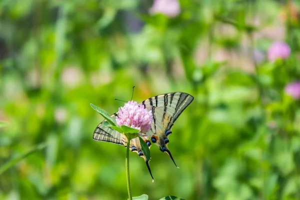 아름다운 스카프스 Scarce Swallowtail Sail Swallowtail 트리스 Pear Tree Swallowtail — 스톡 사진