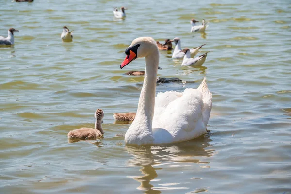 Cygne Muet Femelle Cygnus Olor Nage Sur Lac Avec Ses — Photo