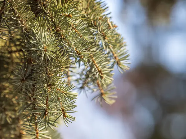 Тло Зелених Ялинових Гілок Під Час Заходу Сонця Свіжа Ялинова — стокове фото