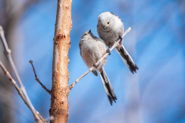 Two European long-tailed tits, latin name Aegithalos caudatus. Two birds sitting on a branch in a deciduous forest. Bird watching in early spring in March.