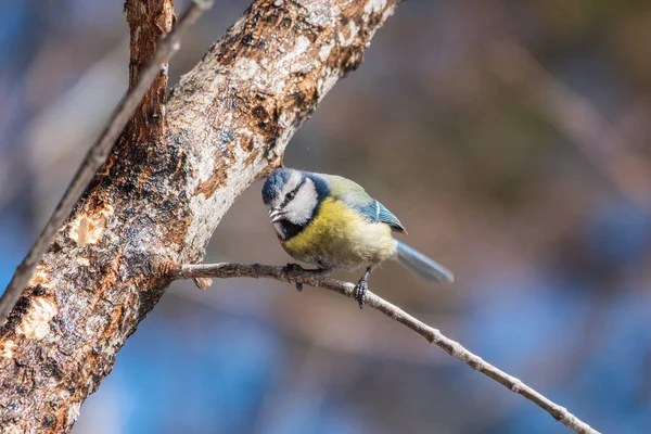 Cute Bird Eurasian Blue Tit Songbird Sitting Branch Leaves Early — Stock Photo, Image