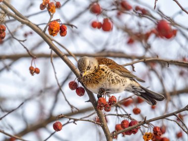 Saha, Lat. Turdus Pilaris, çalılıklarda oturur ve kışın veya ilkbaharın başlarında yabani kırmızı elmalarla beslenir..