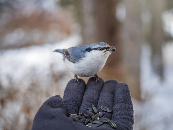 Der Kleiber Frisst Samen Aus Der Hand Eines Mannes Hungriger — Stockfoto