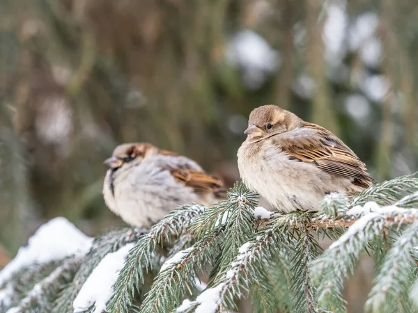 Două Sparrows Stă Ramură Fără Frunze Sparrows Ramură Toamnă Sau — Fotografie, imagine de stoc