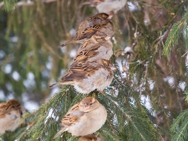 3本の雀がモミの枝に座っている 秋または冬に枝に雀 — ストック写真