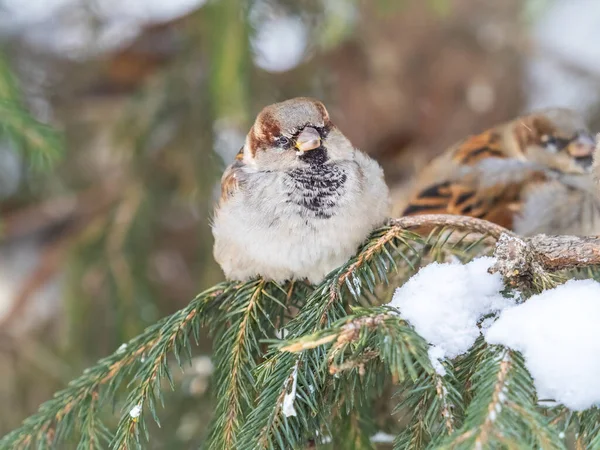 Sparrow Gün Batımında Bir Köknar Dalında Oturuyor Sonbaharda Kışın Kar — Stok fotoğraf