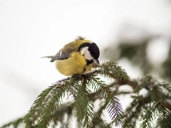 Cute Bird Great Tit Songbird Sitting Nice Fir Branch Parus —  Fotos de Stock