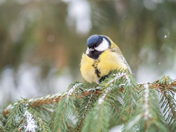 Cute Bird Great Tit Songbird Sitting Fir Branch Snow Winter — Stock Fotó