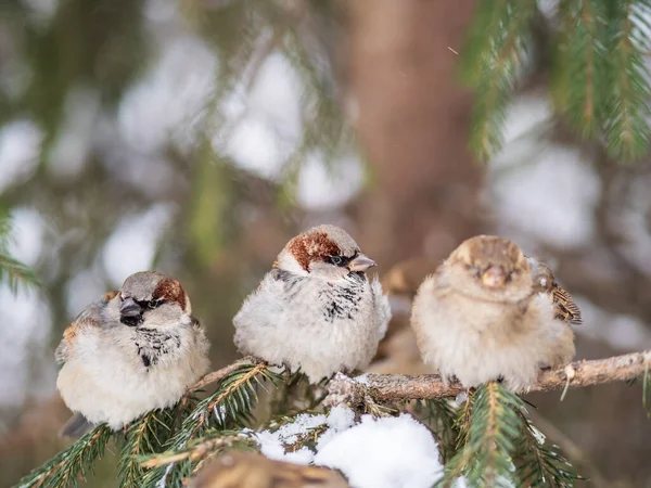 Trois Moineaux Sont Assis Sur Une Branche Sapin Bruants Sur — Photo