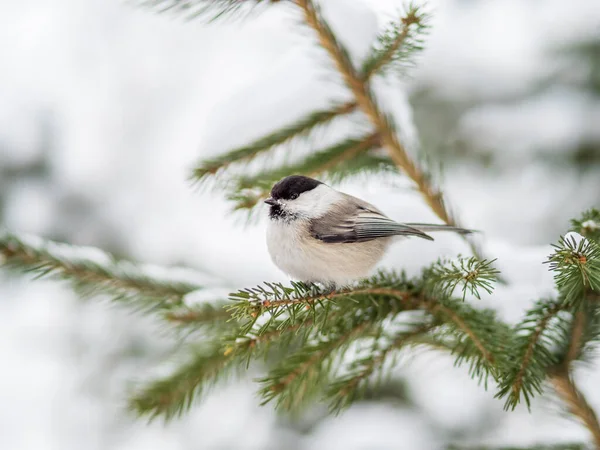 Cute Bird Willow Tit Song Bird Sitting Fir Branch Snow — Fotografia de Stock