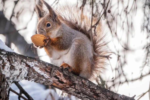 Das Eichhörnchen Mit Der Nuss Sitzt Winter Oder Spätherbst Auf — Stockfoto