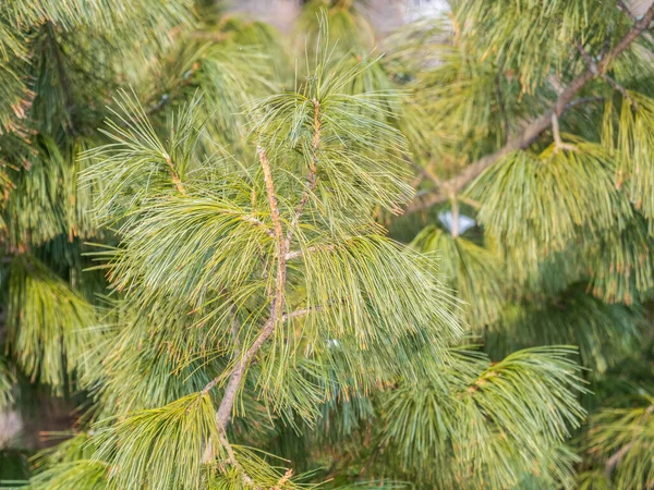 Ramos Cedro Com Agulhas Longas Macias Pinus Sibirica Pinheiro Siberiano — Fotografia de Stock