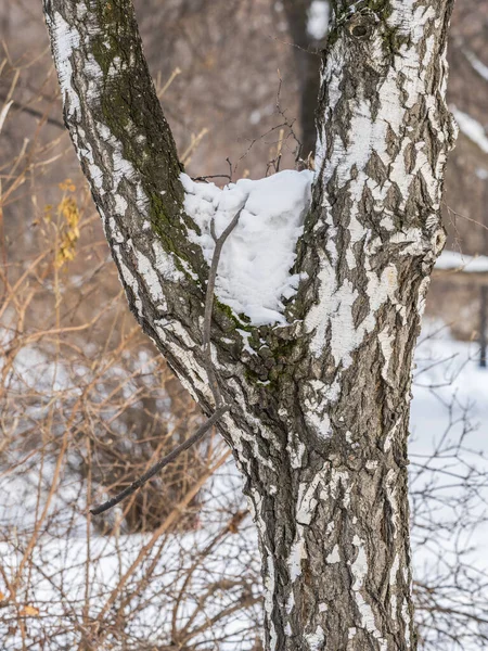 Tekstura Kory Brzozy Śniegiem Brzoza Betula Wahadłowa Pień Drzewa Lesie — Zdjęcie stockowe