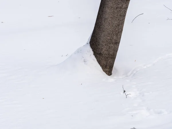 Tronc Arbre Enneigé Hiver Tronc Chêne Couvert Neige Nature Hiver — Photo