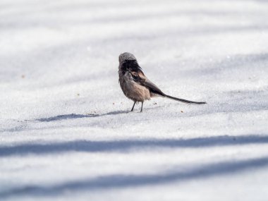 Long-tailed tit on the snow. Long-tailed tit, latin name Aegithalos caudatus, also named long-tailed bushtit,