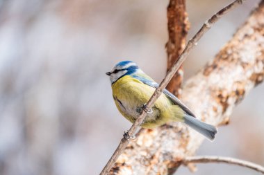 Cute bird, Eurasian blue tit, songbird sitting on a branch without leaves in early spring. The Eurasian blue tit, lat. Cyanistes caeruleus