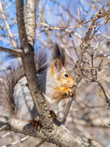 Ardilla Con Nuez Sienta Árbol Invierno Finales Otoño Ardilla Roja — Foto de Stock