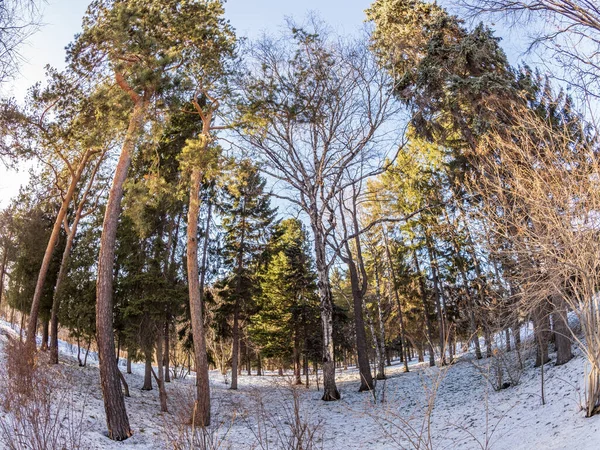 Сосны Березы Зимнем Парке Яркий Солнечный День — стоковое фото