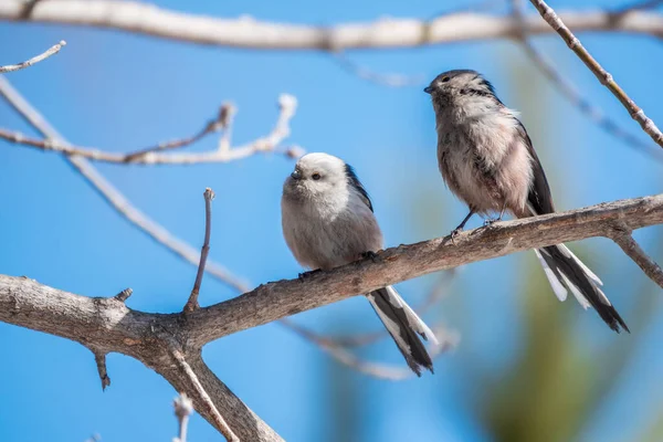 Two European Long Tailed Tits Latin Name Aegithalos Caudatus Two ストック写真