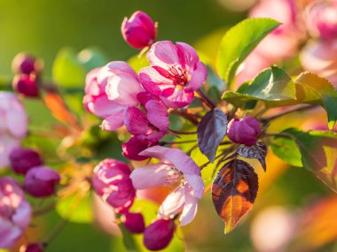 Çiçek açan bir elma ağacının mavi arka planlı taze pembe çiçekleri. Armut dibine düşermiş. Pembe çiçekler, yakın plan..