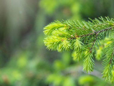 Baharda filizlenmiş fidan dalları. Baharda genç yeşil ladin filizleri. Yeşil arka planda ladin dalları. Bahar ormanlarında dalda yetişen köknar ağacı filizleri.