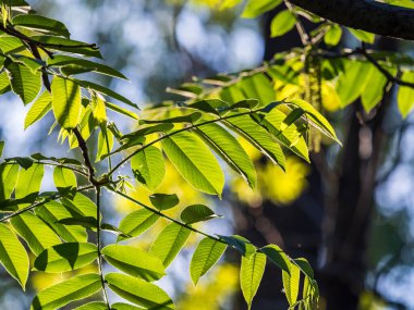 Gün batımında yeşil taze kül yaprakları. İlkbaharda kül ağacı çiçek açar. Günbatımında ayrılır