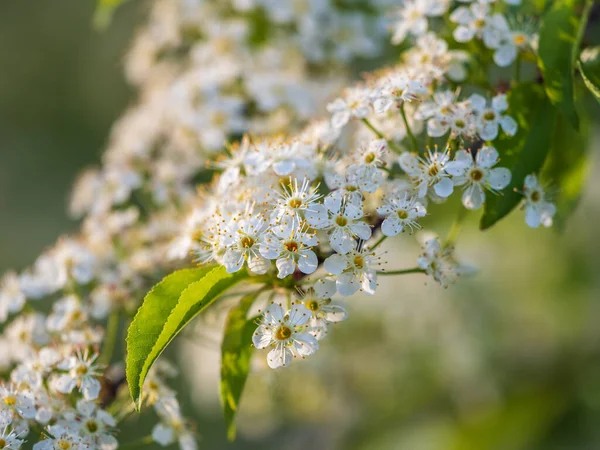 White Cherry Flowers Branches Blossoming Tree Cherry Tree White Flowers — Stock Photo, Image