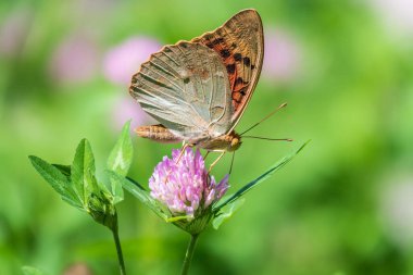 Koyu yeşil sürmeli kelebek çiçeğin nektarını toplar. Speyeria aglaja, Nymphalidae familyasından bir kelebek türü..