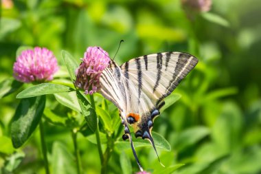 Güzel Kelebek Kırlangıç Kuyruğu, Yılan Kuyruğu, Armut Ağacı Kırlangıç, Podalirius. Kelebek yelkenli Papilionidae familyasından. Latince Iphiclides podaliriu. Kelebek çiçekten nektar toplar