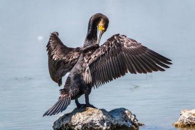 Büyük karabatak, Phalacrocorax karbonhidrat taşın üzerinde oturur ve kanatlarını rüzgarda kurutur. Büyük karabatak, Phalacrocorax karbonhidrat, büyük siyah karabatak, ya da siyah sevişme olarak bilinir..