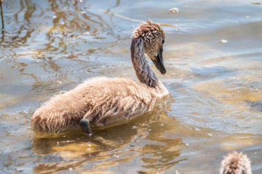 Güzel bebek cygnet dilsiz kuğu pofuduk gri ve beyaz piliçler. İlkbahar havuzda yeni doğan vahşi kuğular. Gölde yüzen genç kuğular. Güzel pofuduk, yumuşak ve gri cygnets çok sevimli görünüyor..